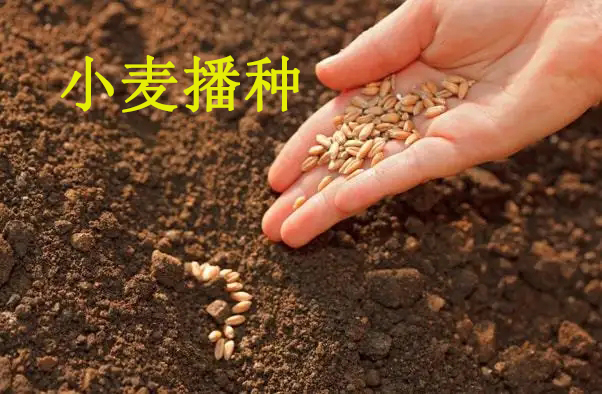植保知识——冬小麦播种五大关键技术(图1) 植保知识——冬小麦播种五大关键技术(图1)