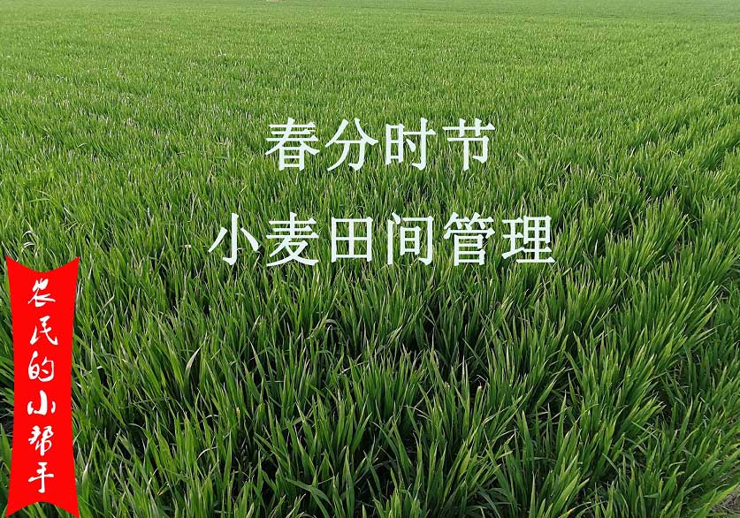 4月份小麦田间管理要点(图1) 4月份小麦田间管理要点(图1)