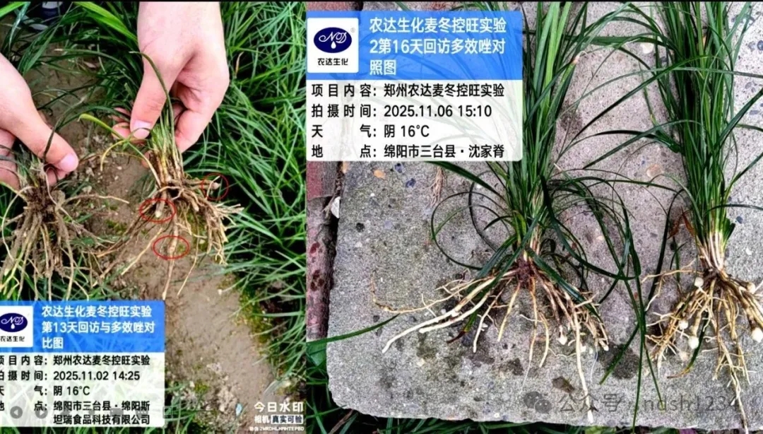 药典新规要检多效唑？别慌！农达“矮天下”助您控旺又增产！(图2)